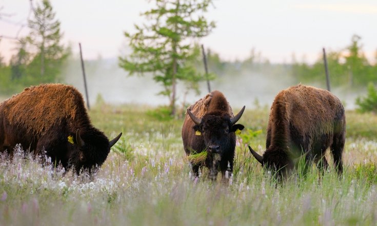 12 степных бизонов стали новыми обитателями природного парка «Ингилор»