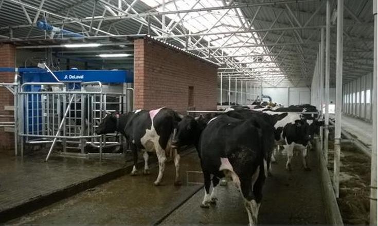 Развитие животноводства остается ключевым элементом обеспечения продовольственной безопасности Свердловской области