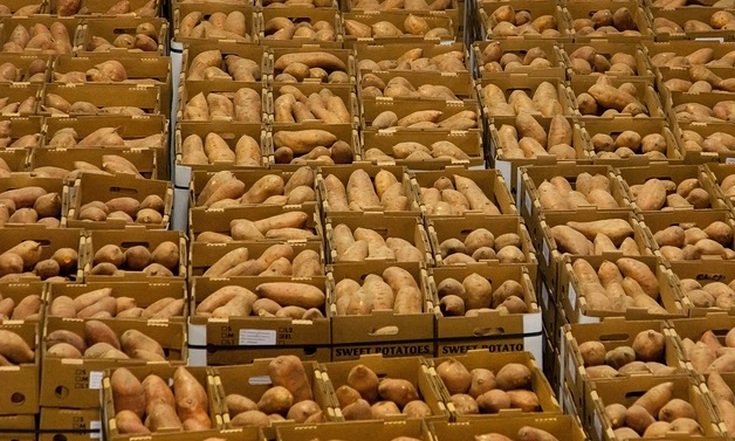 Уральские ученые вывели новый сорт крупноплодного картофеля