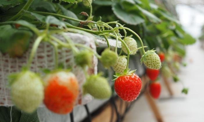 Тюменская клубничная ферма использует отечественные расходники для выращивания ягод
